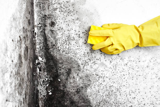 Best Residential Mold Remediation in Coeburn, VA