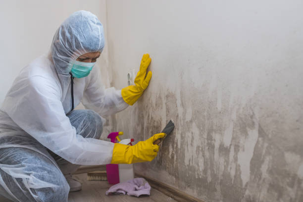 Best DIY Mold Remediation Support Services in Coeburn, VA