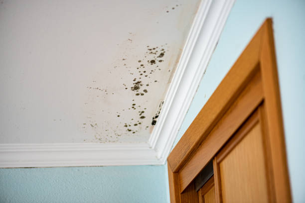 Best Preventive Mold Services in Coeburn, VA