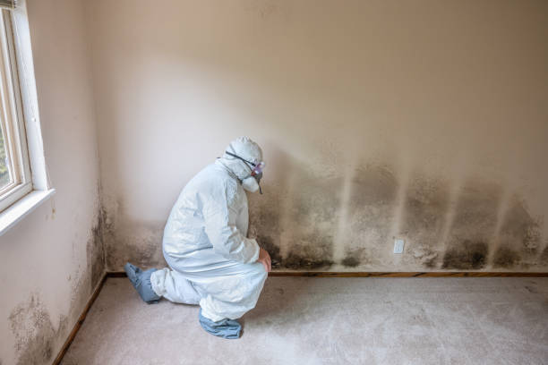 Best Preventive Mold Services in Coeburn, VA