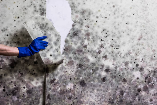 Trusted Coeburn, VA Mold Remediation Experts