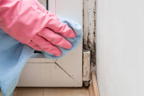 Best Kitchen Mold Remediation in Coeburn, VA