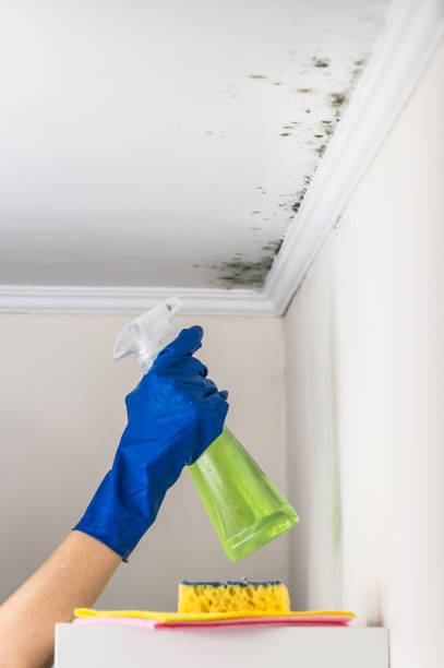 Best Crawl Space Mold Remediation in Coeburn, VA