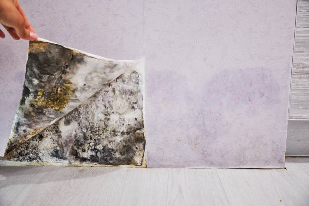 Best Attic Mold Remediation in Coeburn, VA